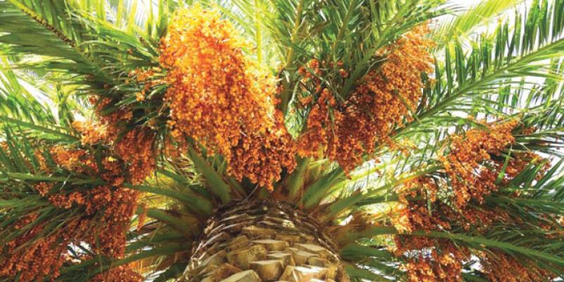 Marrakech: Un projet de palmier dattier reçoit un certificat de qualité international