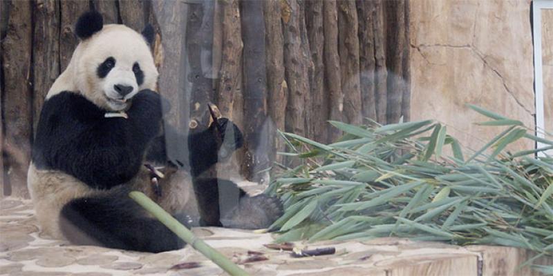 Le Qatar accueille ses deux premiers pandas