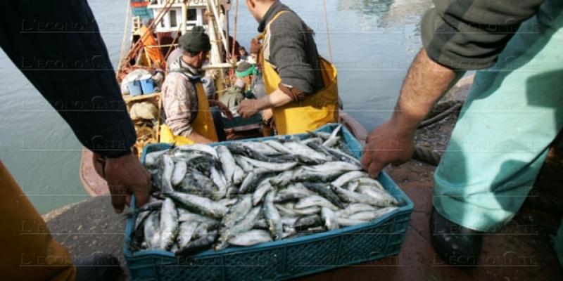 Pêche: Les volumes plafonnent à 1,3 million de tonnes