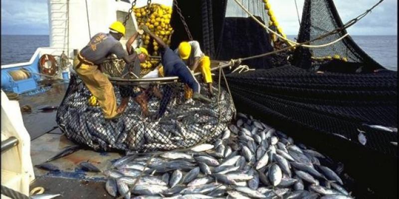 Produits halieutiques : Pourquoi le Maroc peine dans le Golfe