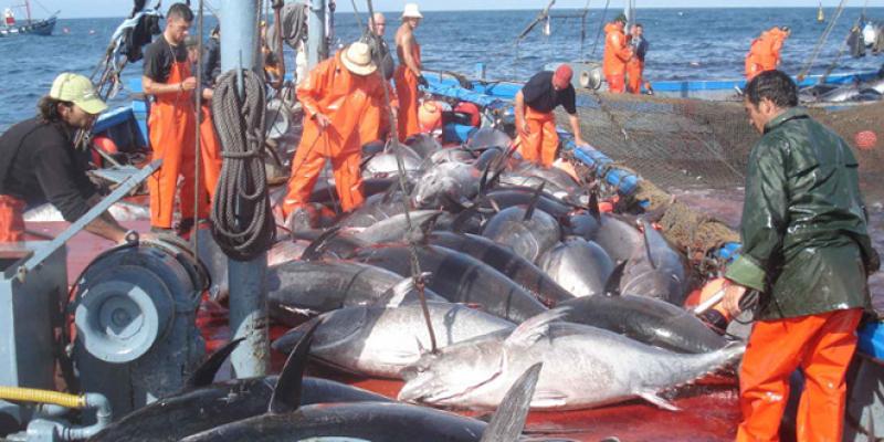 Accord de pêche : L&#039;UE peut renégocier avec le Maroc