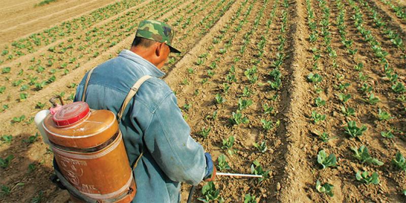 Agriculture/Pesticides: La traque s’organise