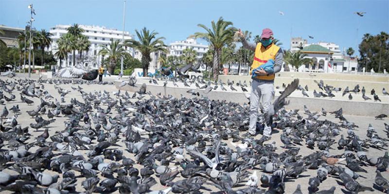 Casablanca «recense» ses rats et oiseaux nuisibles!