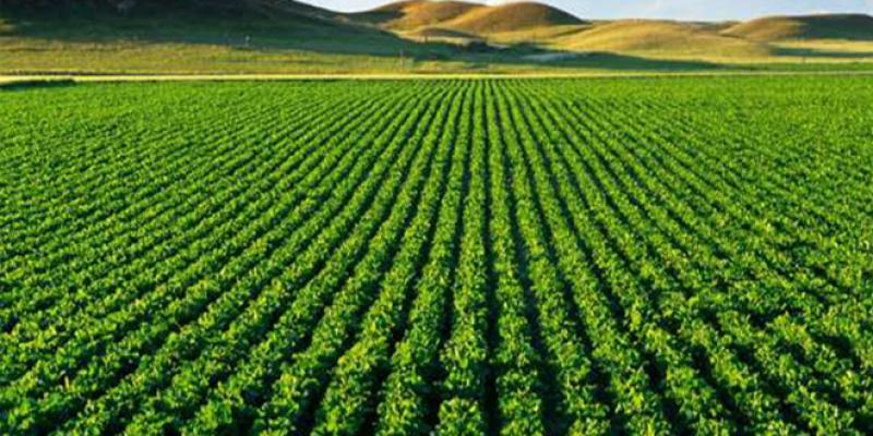 Agriculture : Le Maroc primé 