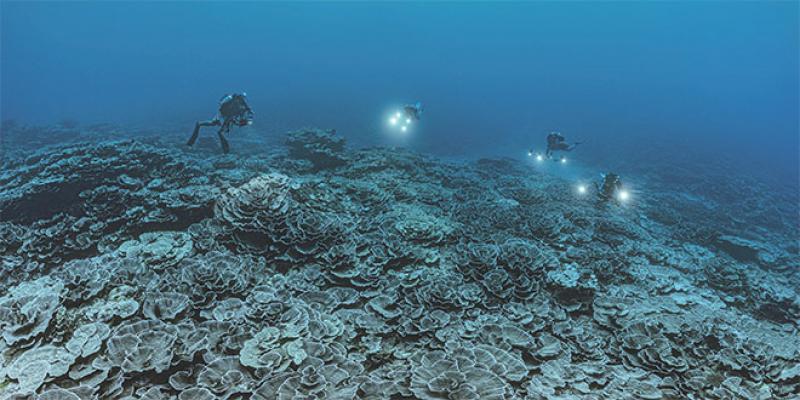 Découverte de l’un des plus grands récifs coralliens au monde