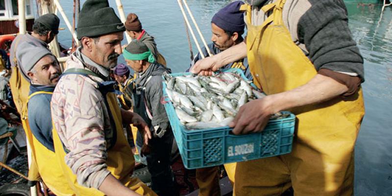 Pêche maritime: Le secteur s’est montré résilient face à la crise