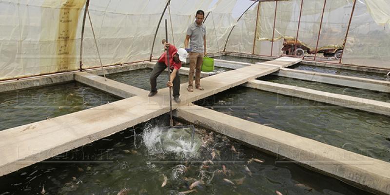 Aliments pour poissons : Le quota fixé