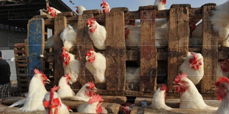 Aviculture: L’abattage insalubre prolifère avec la bienveillance de l’Intérieur 