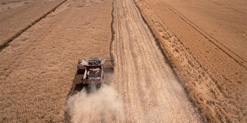 Production de blé: Les premières prévisions de 2024 favorables