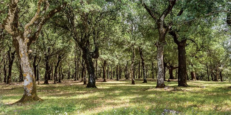 Rabat ville lumière: 740 millions de DH pour l’environnement