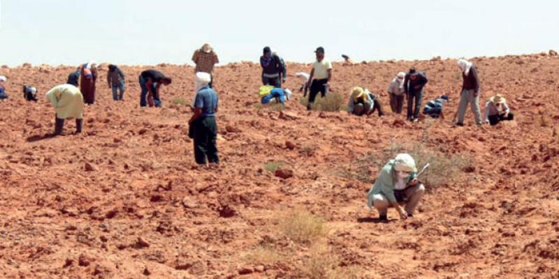 La chasse au trésor noir dans le Sud du Maroc