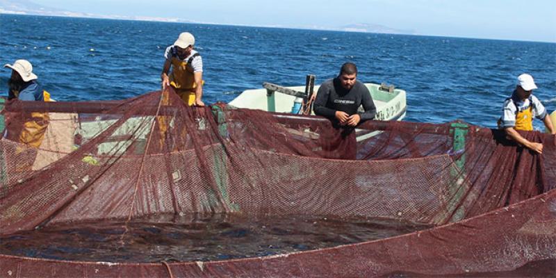 Développement durable - Les ressources halieutiques: Une richesse de premier plan