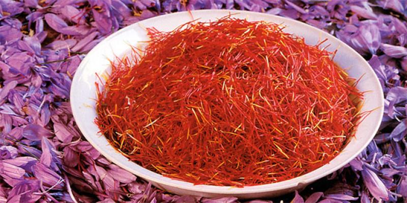 Boulemane: Job niches in saffron cultivation