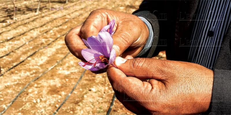 Taznakht: Une 1re pépinière de production de bulbes de safran