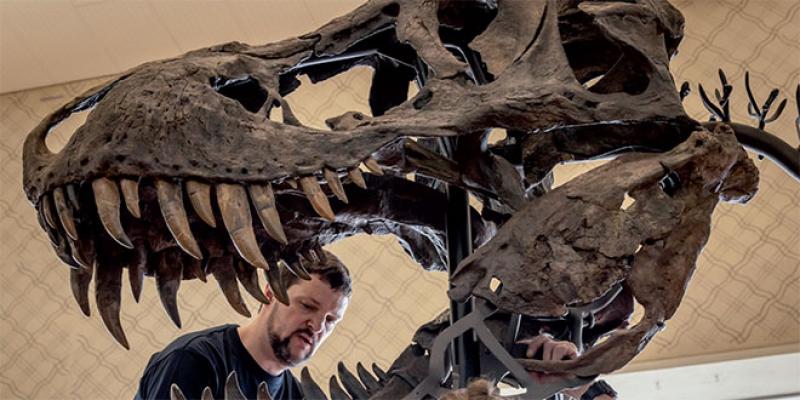 Un squelette de T-Rex exposé à Zurich en vente aux enchères