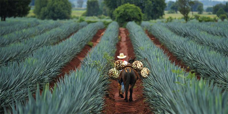 Sur les traces de la tequila