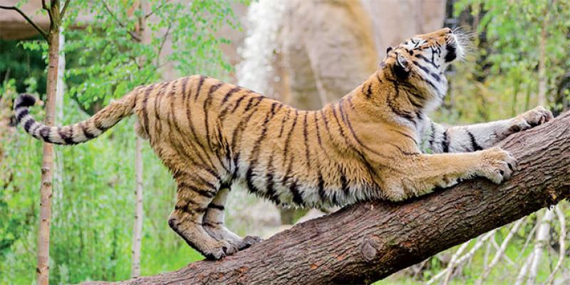 Une tigresse échappée parade près de Johannesburg