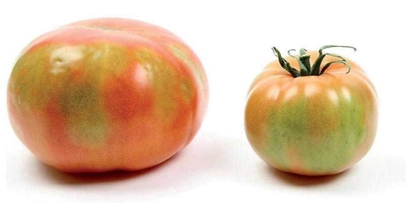 La tomate marocaine fait rugir la Russie!