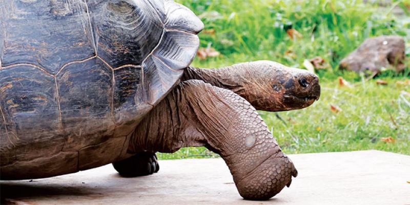 Biodiversité: Nouvelle espèce de tortue recensée