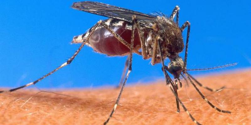 ETUDE-Etranges cas de paludisme chez des marocains en Italie