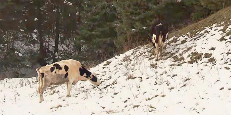Canada: La fugue d’un troupeau de vaches amuse le Québec