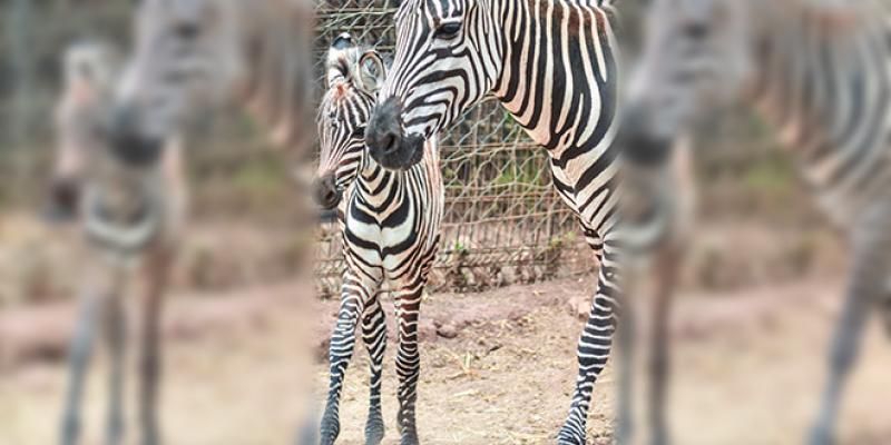Le Parc Zoologique de Aïn Sebaâ progresse dans sa gestion déléguée