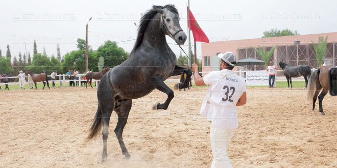 cheval-arabe-barbe-088.jpg