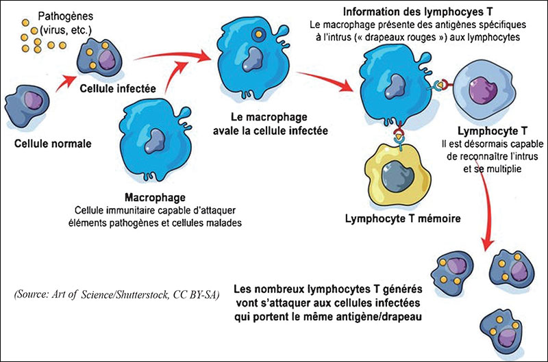 lymphocytes-078.jpg