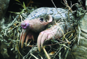 pangolin_6255.jpg pangolin_6255.jpg