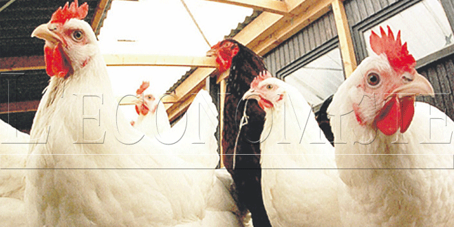 poulet-ue-export-022.gif poulet-ue-export-022.gif