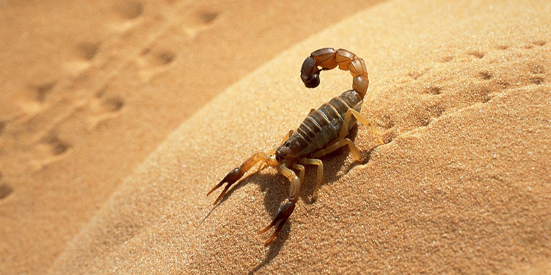 scorpion_trt.jpg
