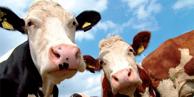 Des vaches qui produisent plus de lait et moins de gaz