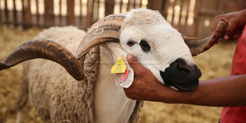 Aid-Al-Adha: 3 millions d'ovins et de caprins identifiés