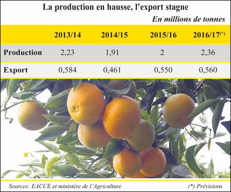 agrumiculture_067.jpg agrumiculture_067.jpg