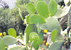 cactus_a1_086.jpg cactus_a1_086.jpg