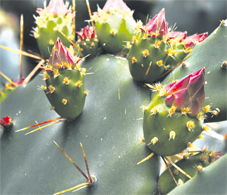 cactus_a2_086.jpg cactus_a2_086.jpg