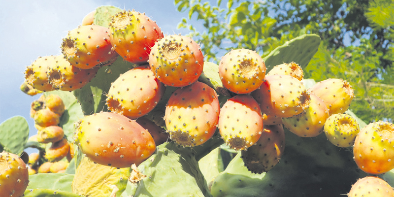 filiere_cactus_086.jpg filiere_cactus_086.jpg